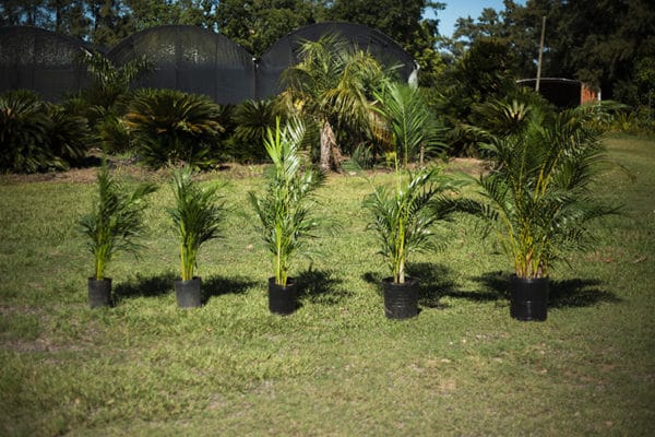 Areca - Imagen 2