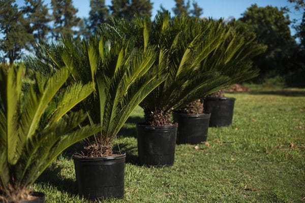 Palmera Cica - Imagen 3