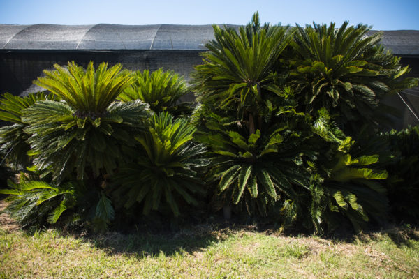 Palmera Cica - Imagen 2