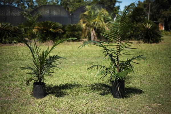 Palmera Seafortia - Imagen 2
