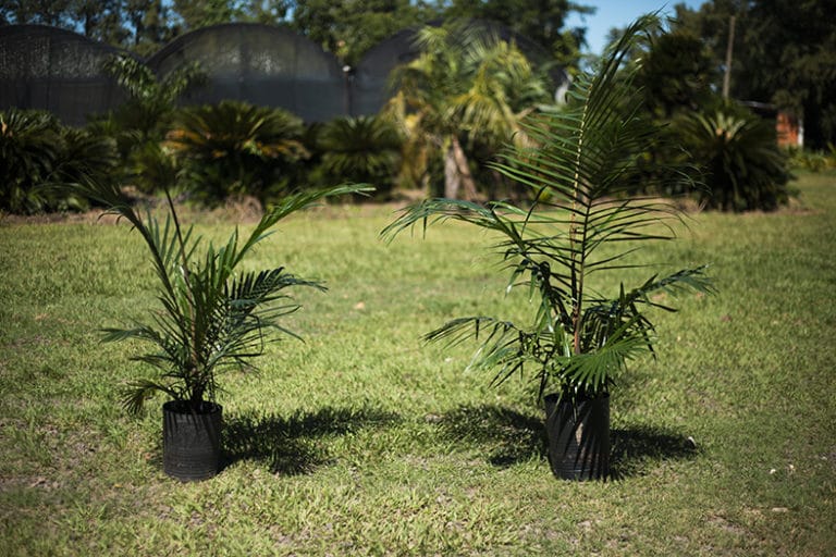 Palmera Seafortia Casa de Plantas Palmera Seafortia Casa de Plantas