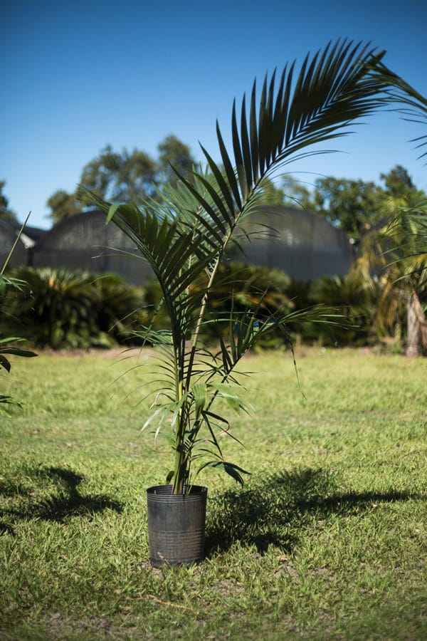 Palmera Seafortia