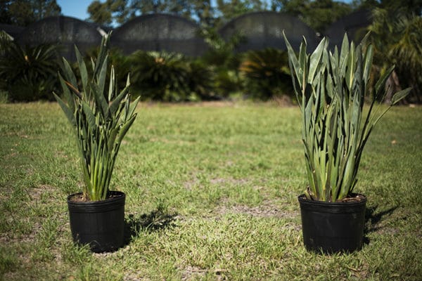 Strelitzia Reginae - Imagen 2