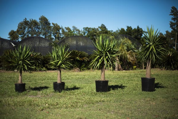 Yuca - Imagen 2